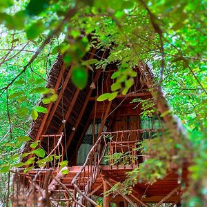 Habarana Tree House Ambasewana Resort